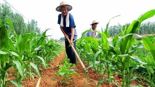 今天出伏,是晴天好還是下雨好 農(nóng)村有4句老俗話給出了預(yù)判