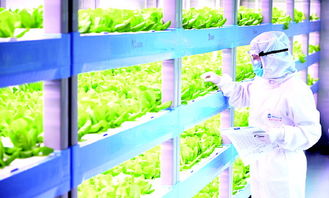 led植物工廠 省心種 放心吃 開心玩