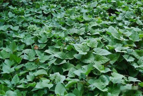 郭茂勝 老家花橋郭大垸的紅苕