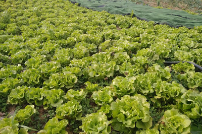 鄧州市汲灘鎮(zhèn):調(diào)整種植結(jié)構(gòu) 助力鄉(xiāng)村振興